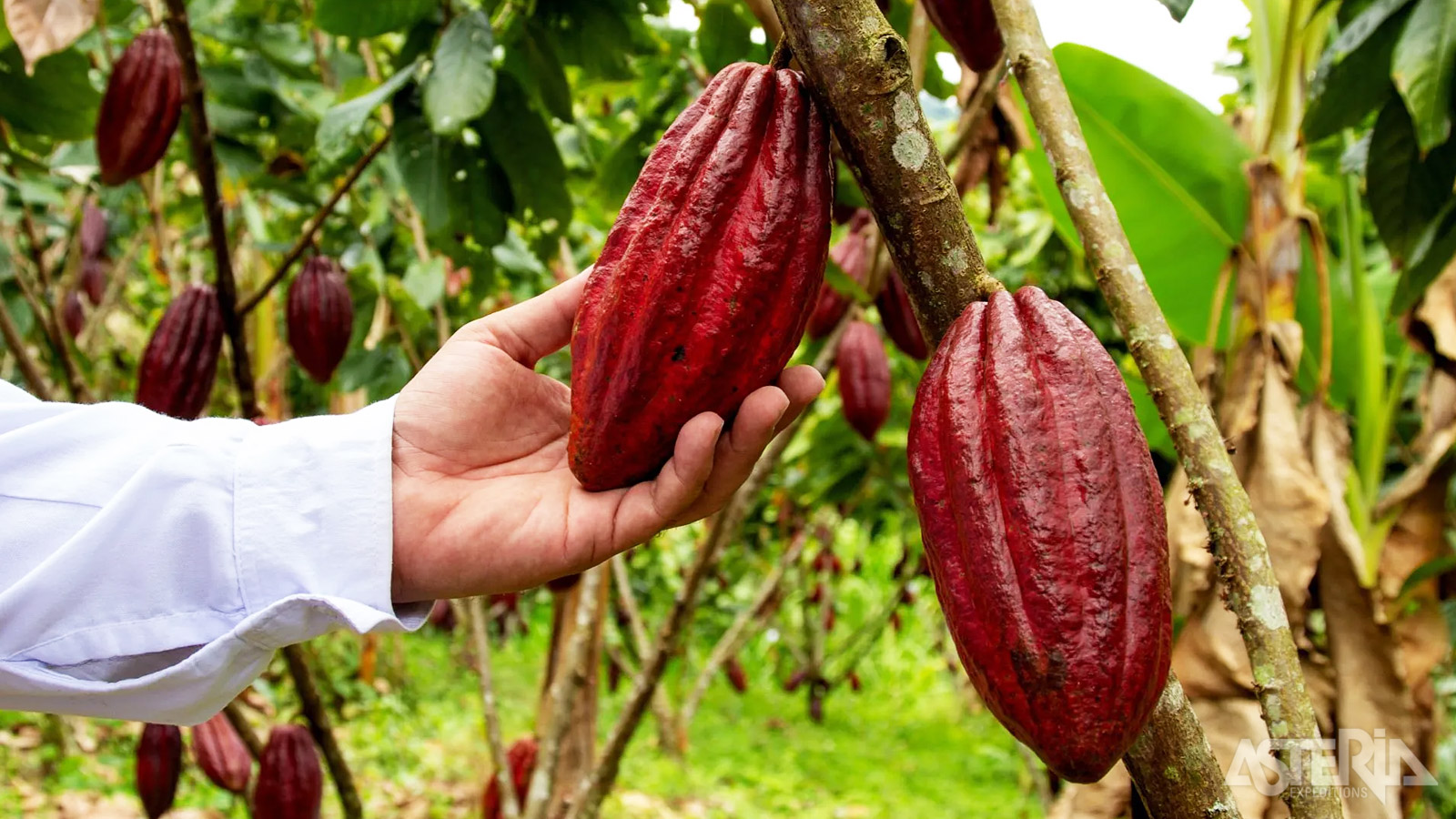 Je ontdekt het volledige proces van teelt en oogst over fermentatie en droging tot de productie van chocolade