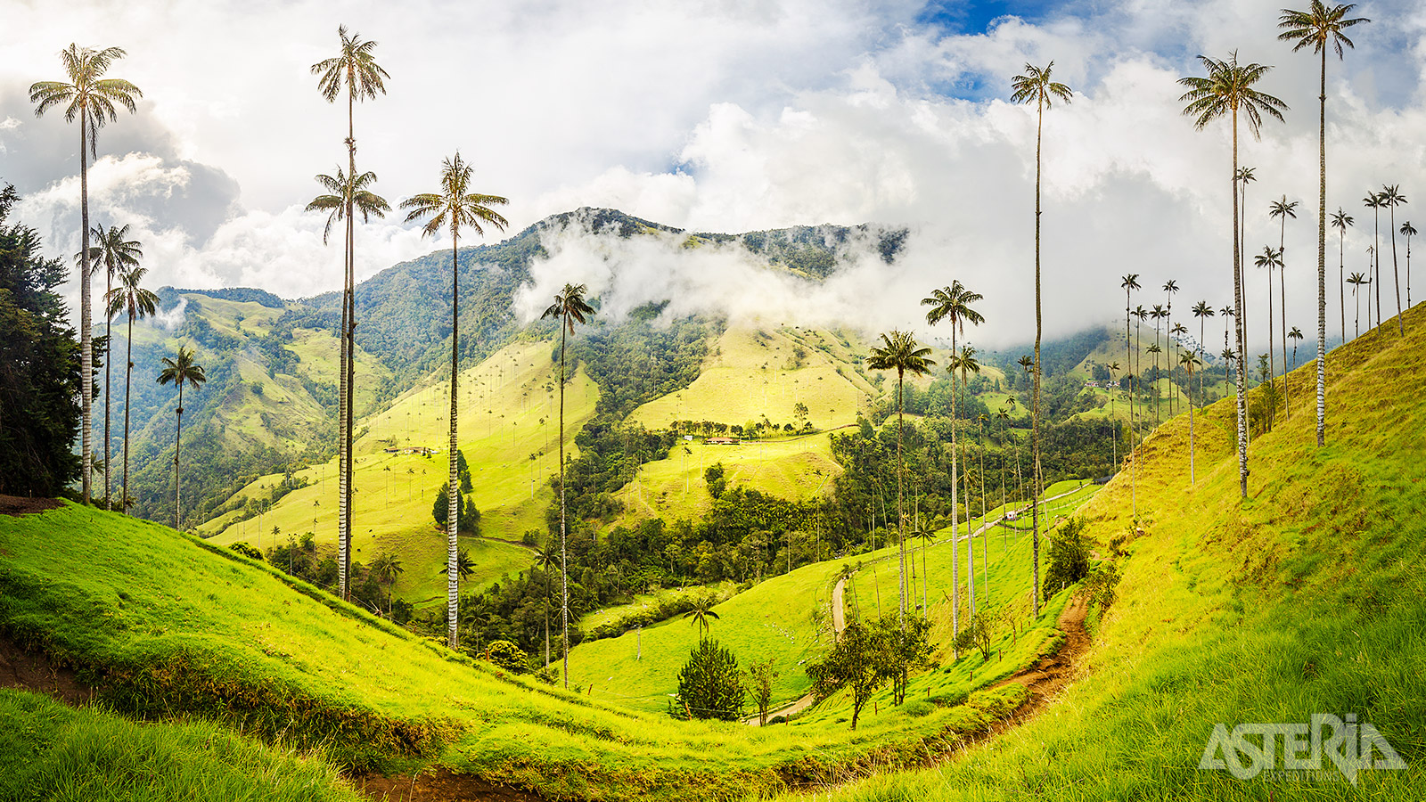 De Cocora-vallei is de habitat van de wereldberoemde Quindío-waspalm, de nationale boom van Colombia