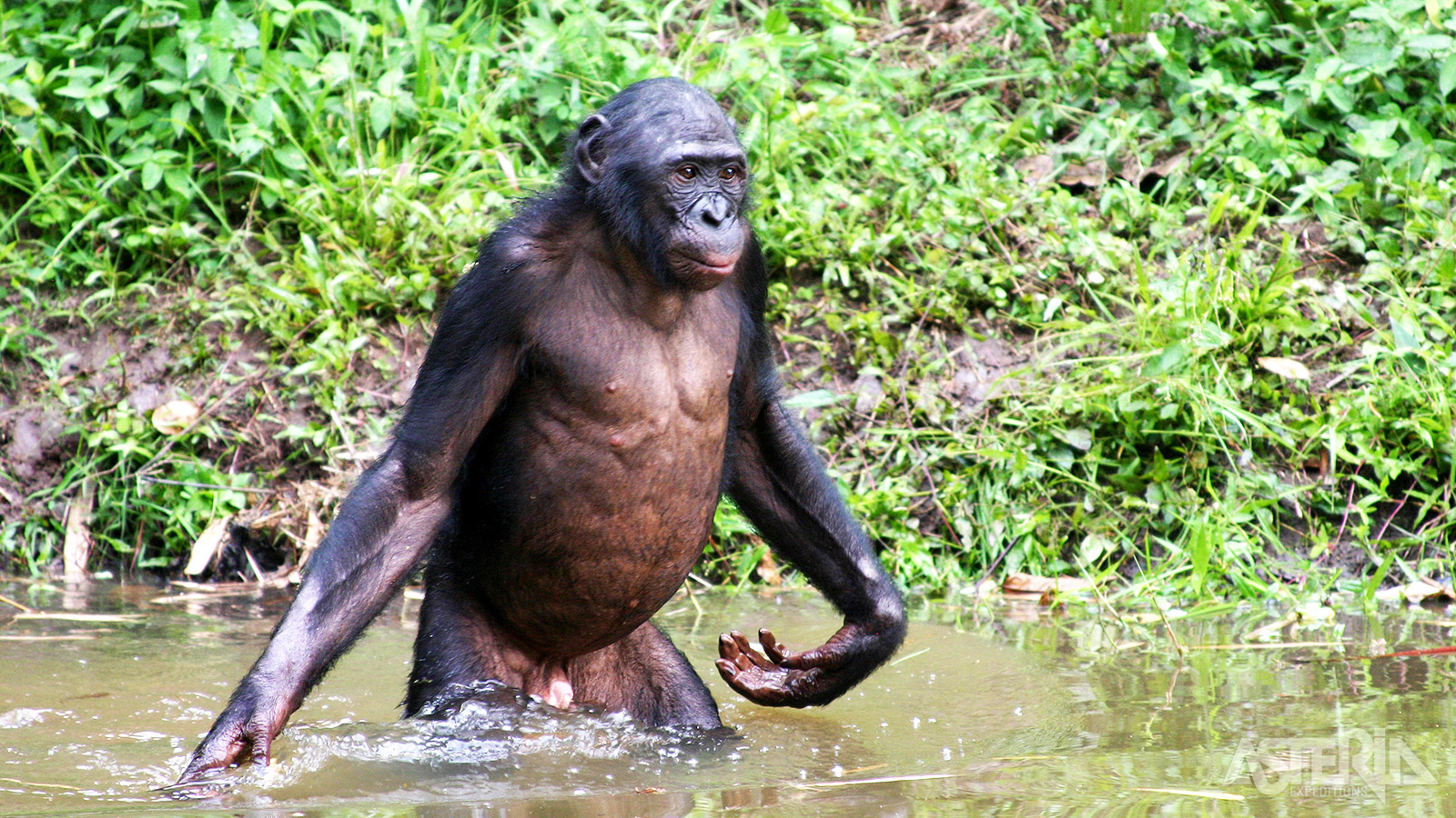 Sanctuaire Lola ya Bonobo, ’s werelds enige toevluchtsoord voor verweesde bonobo’s