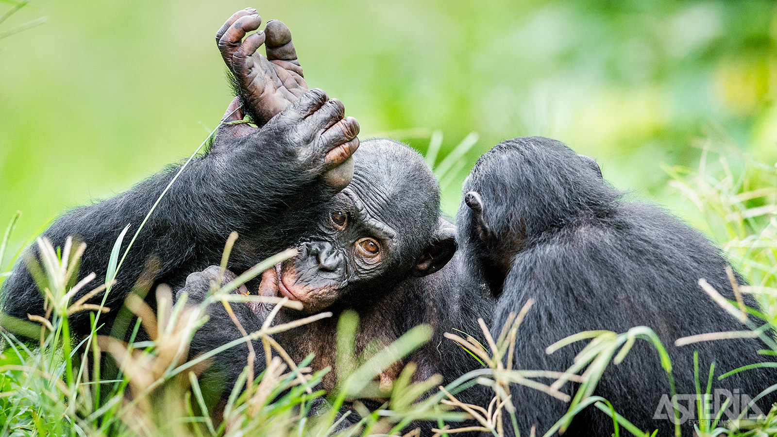 Je ziet er verschillende families die leven in een omgeving, die sterk lijkt op hun natuurlijke habitat in het noorden van de Congolese jungle