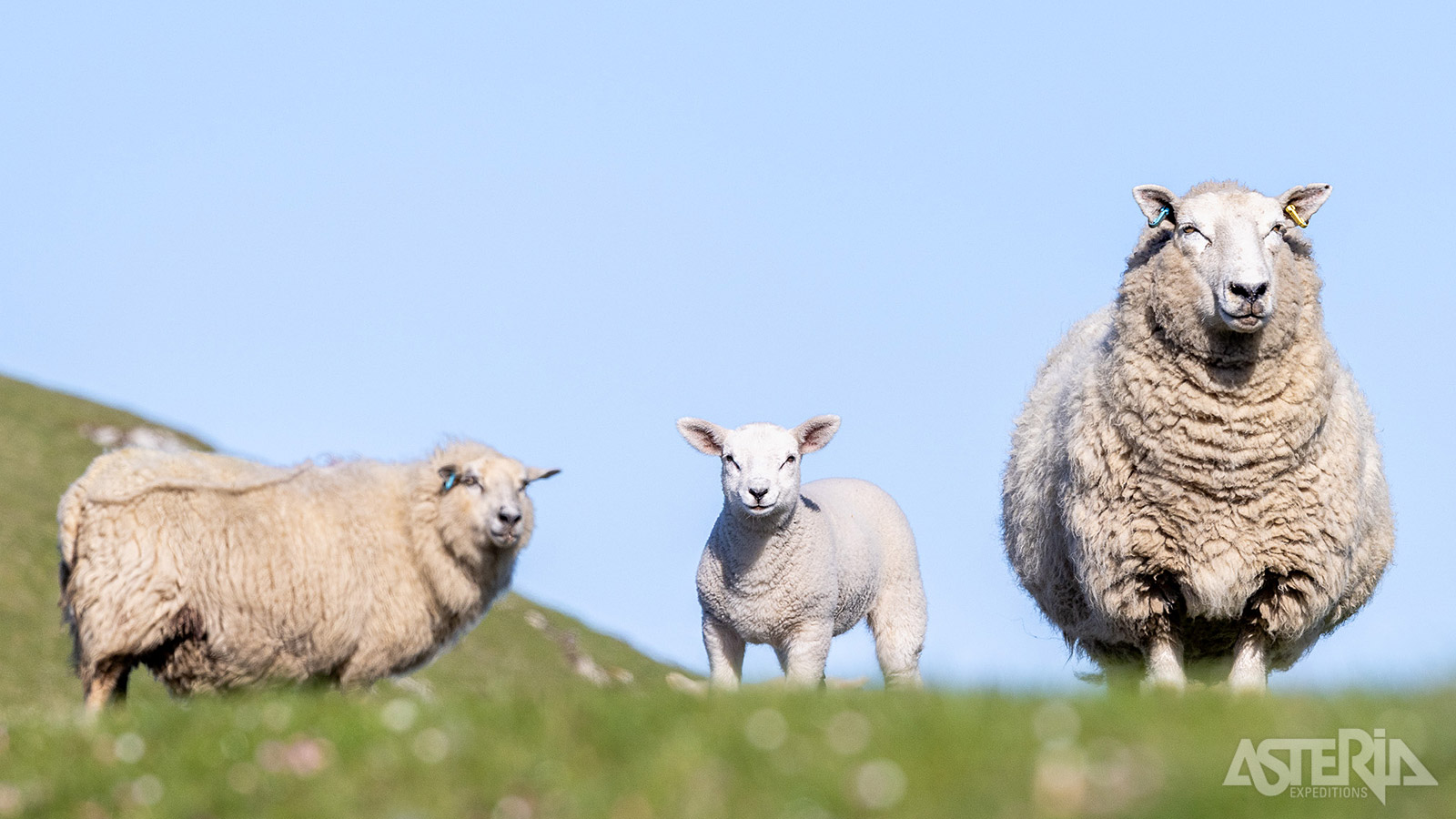 Het Faeröer-schapenras heeft zich aangepast aan het ruige klimaat en de schrale vegetatie