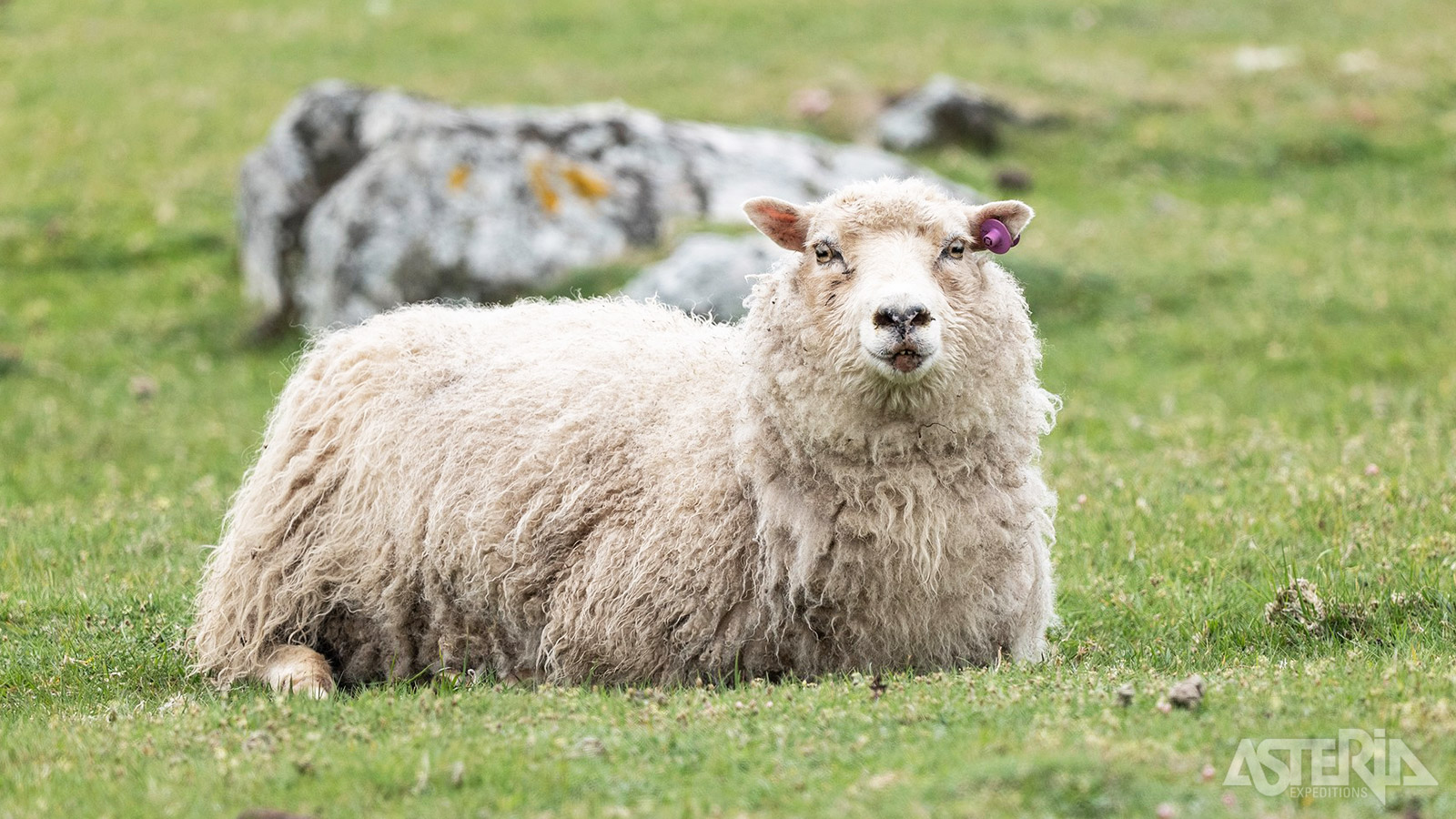 Het Faeröer-schapenras heeft zich aangepast aan het ruige klimaat en de schrale vegetatie