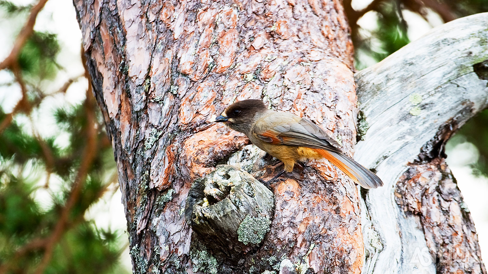 In Finland, met name Lapland, heeft de zeldzame taigagaai een bijzondere status