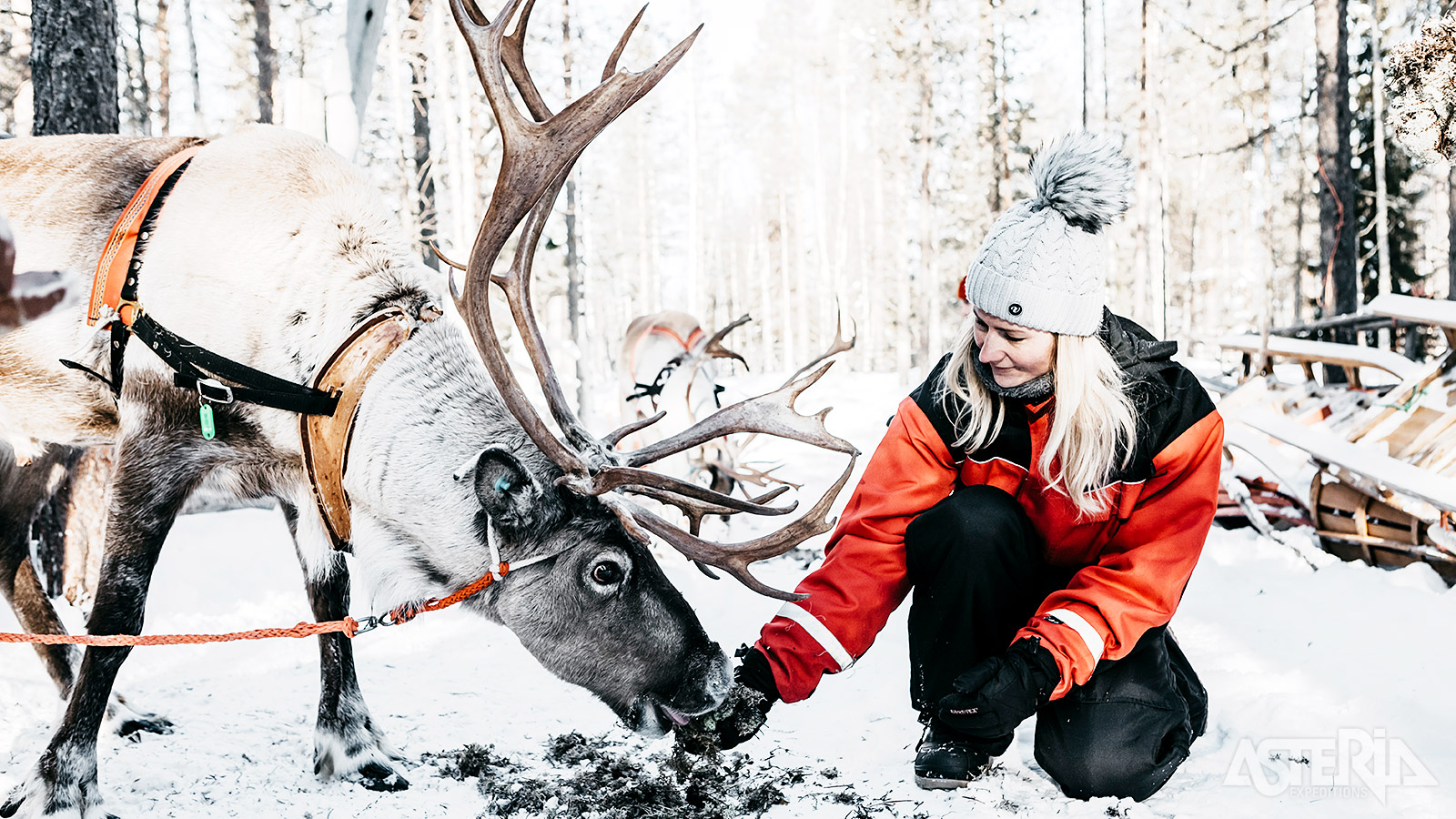 Rendieren spelen een belangrijke rol in de traditionele Sámi-cultuur en hun manier van leven