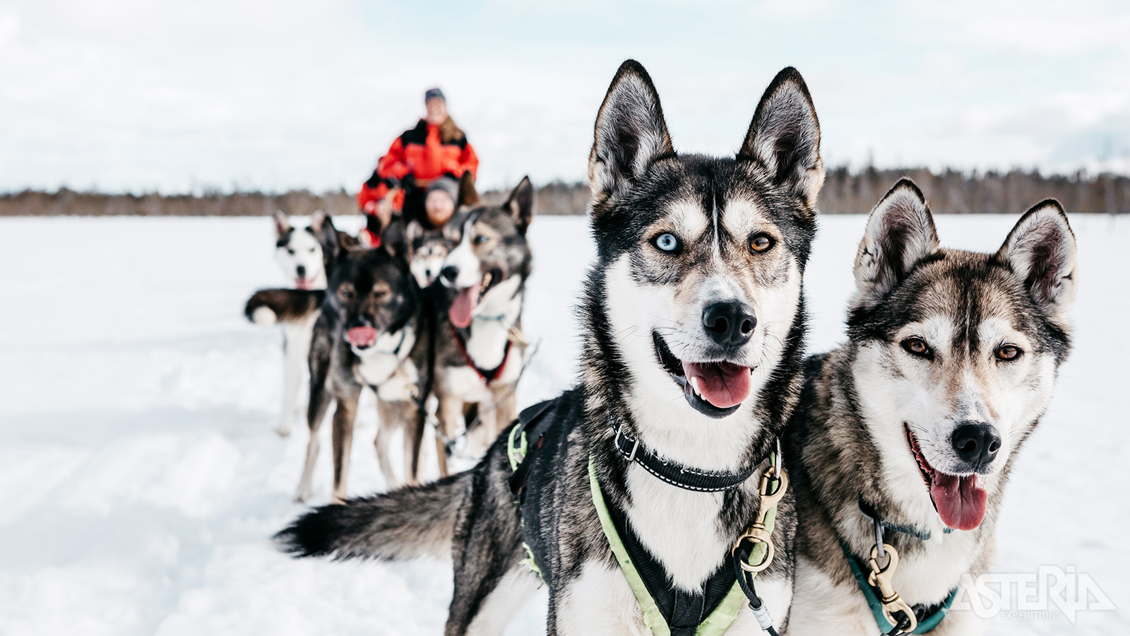 Door besneeuwde bossen en over bevroren meren met de huskyslede, voor velen een hoogtepunt