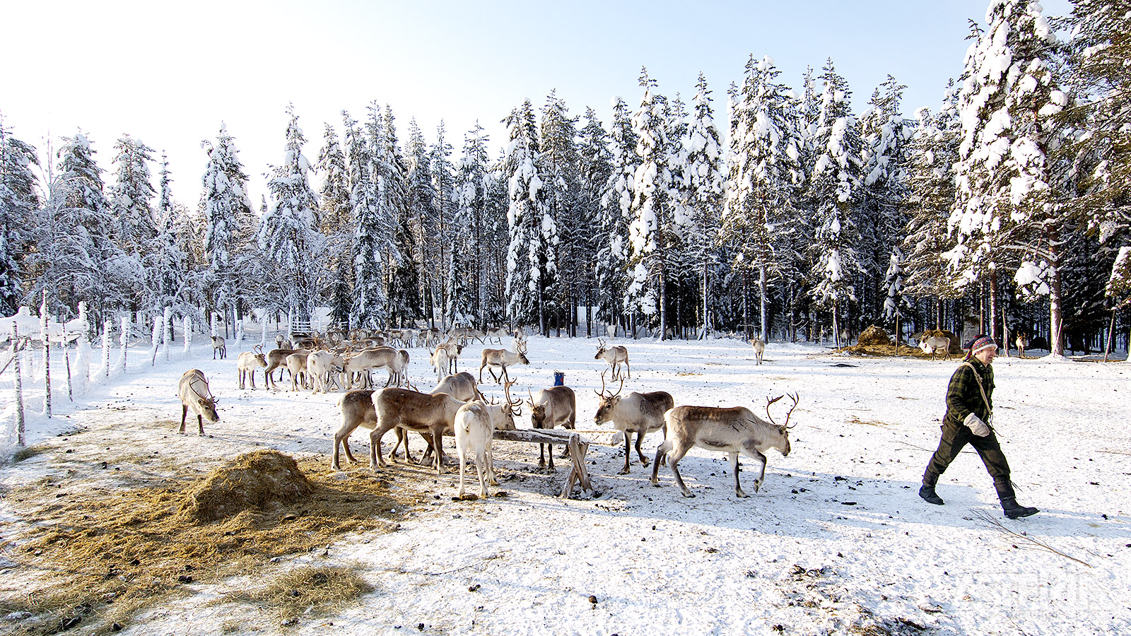 Tijdens een bezoek aan een Sámi-boerderij maak je kennis met het leven van een rendierherder