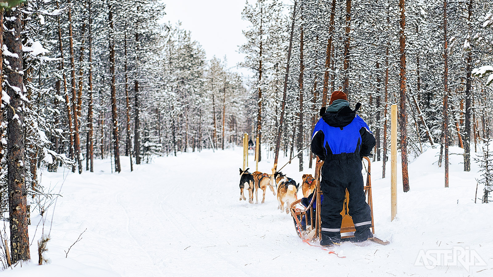 Vertrek met de honden voor een extra lange huskysafari van 25km