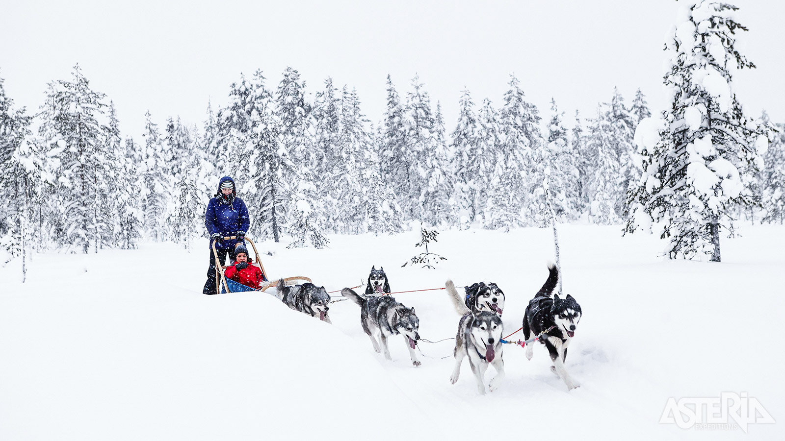 De huskie’s nemen je maar wat graag mee op avontuur doorheen een verbluffend landschap