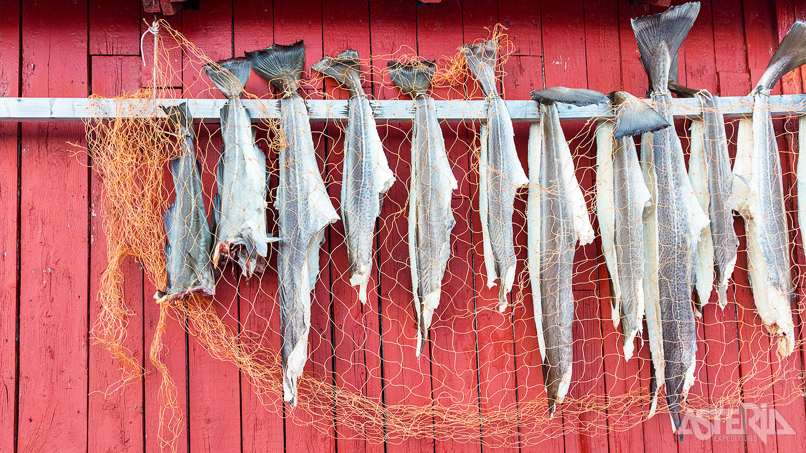 Op de Lofoten is een traditie te vinden uit de tijd van de Vikingen, namelijk het drogen van stokvis in de buitenlucht