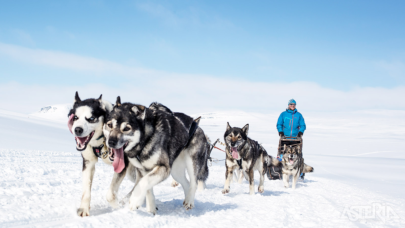 Het absolute hoogtepunt van dit programma is ongetwijfeld een 2-daagse huskysafari