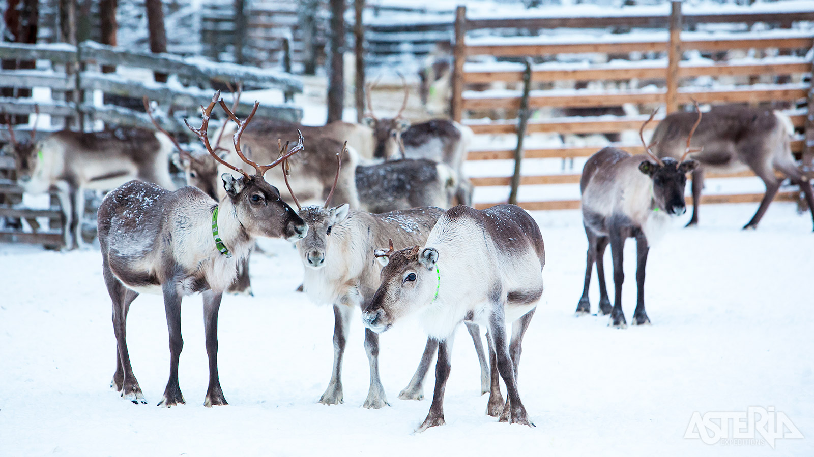 Tijdens een bezoek aan een lokale rendierboerderij maak je van dichtbij kennis met deze dieren