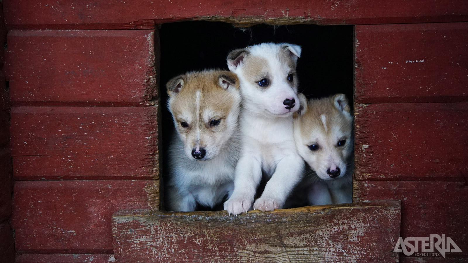 De huskyboerderij van waaruit je vertrekt is met 400 honden één van de grootste van Finland