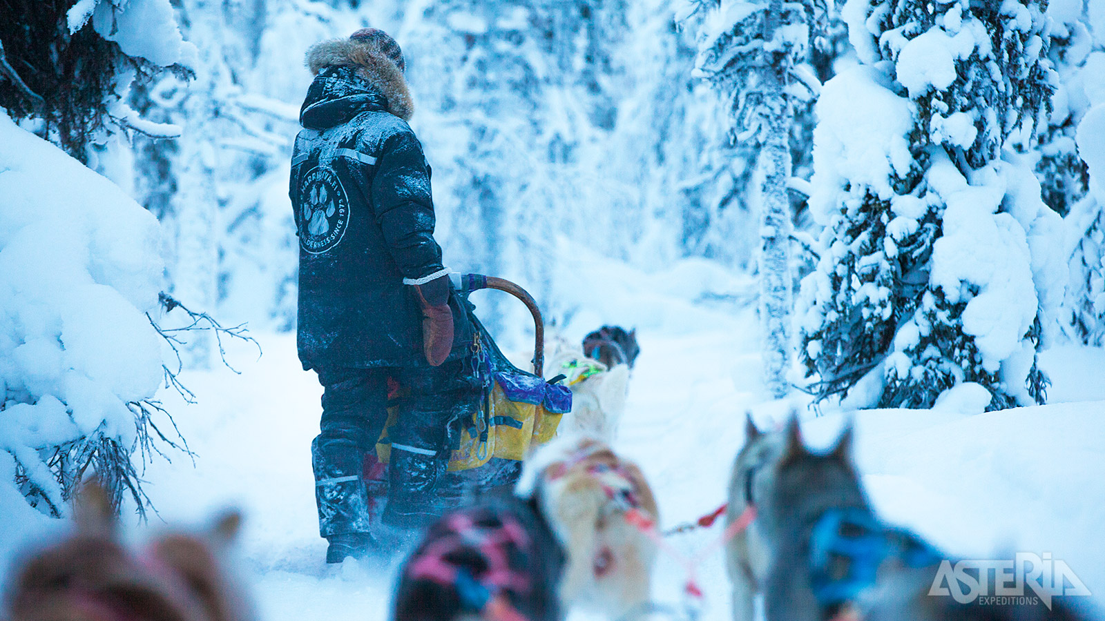 Ontdek Europa’s laatste wildernis per huskyslede