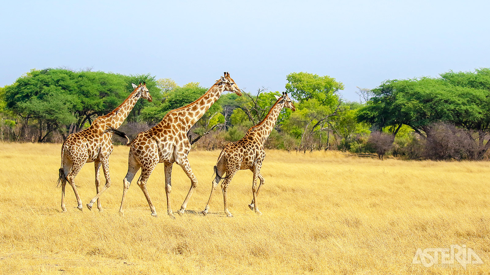 Hwange staat bekend om de grote kuddes olifanten, buffels, zebra’s en giraffes die hier voorkomen