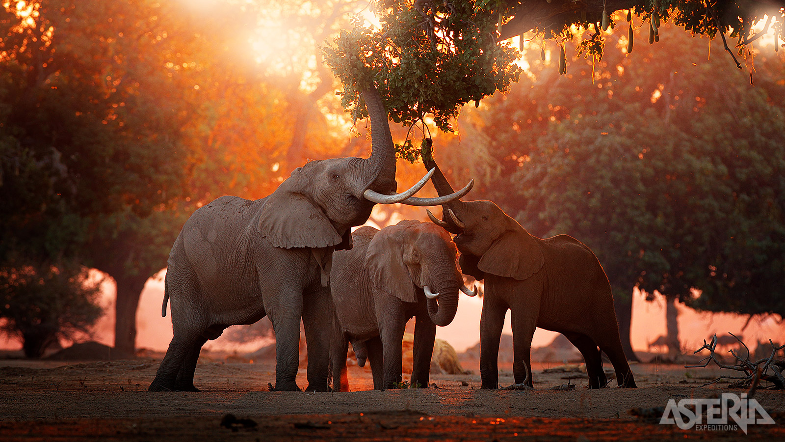 Het unieke nationale Mana Pools Nationaal Park is één van de populairste wildparken va Zimbabwe