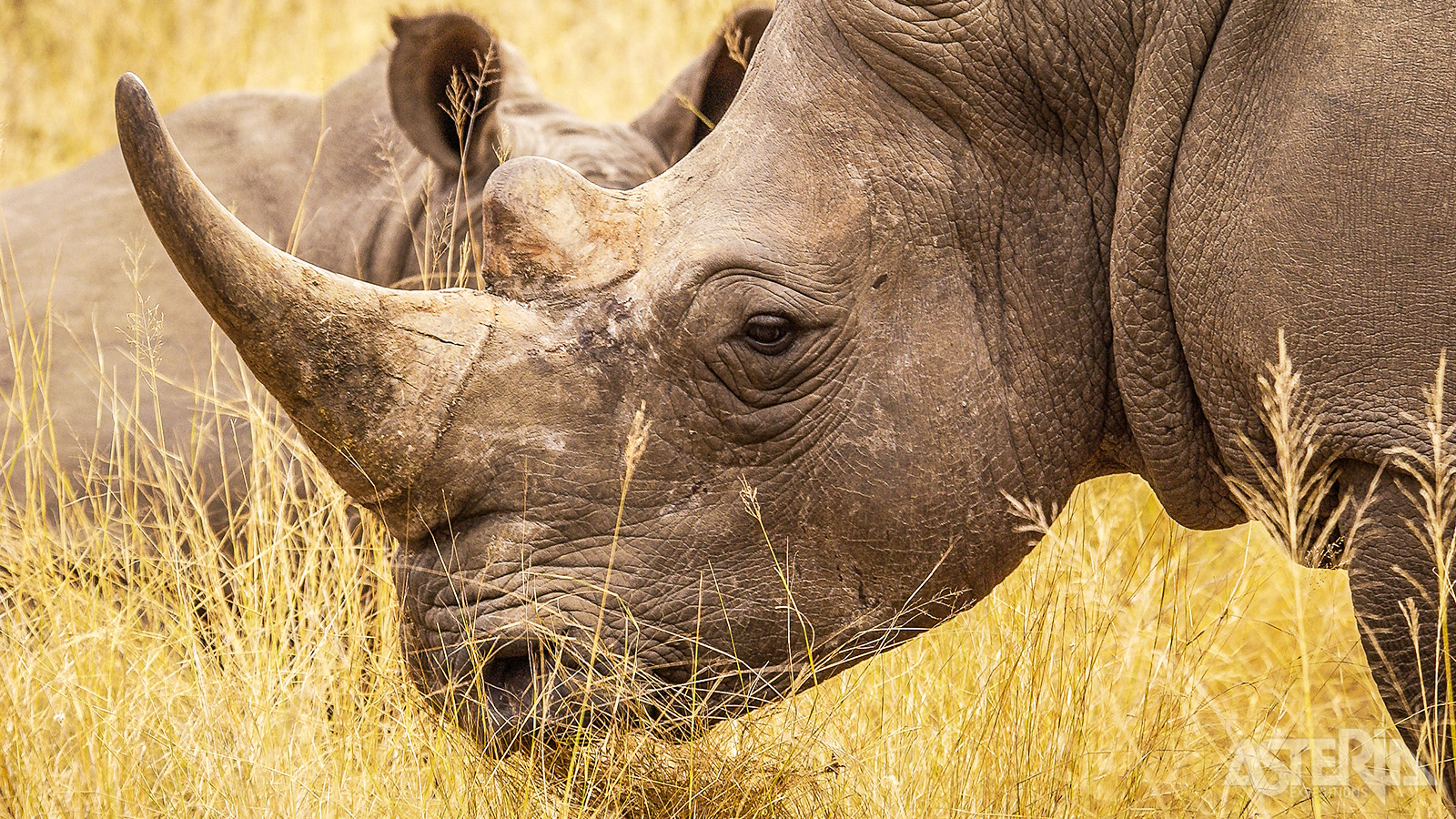 De witte neushoorn heeft bredere lippen dan de zwarte en wordt in het Afrikaans ‘Wide’ genoemd, wat dan weer verkeerd werd overnomen als ’witte’ neushoorn