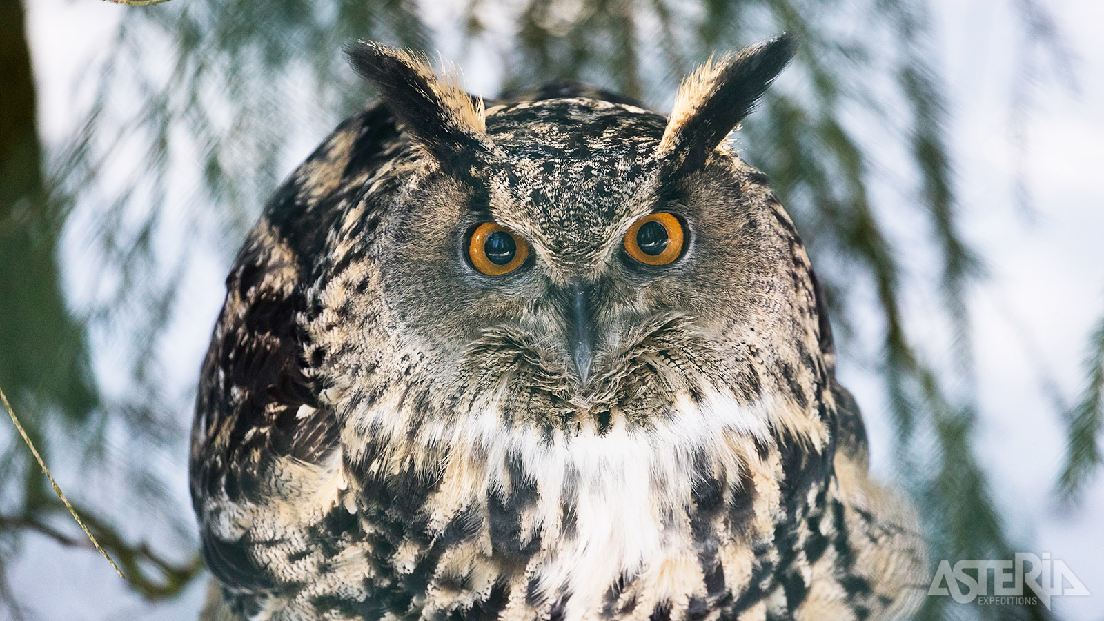 In het Ranua Wildlife Park kan je dieren zien die in Lapland leven, maar die je nooit of zelden te zien krijgt