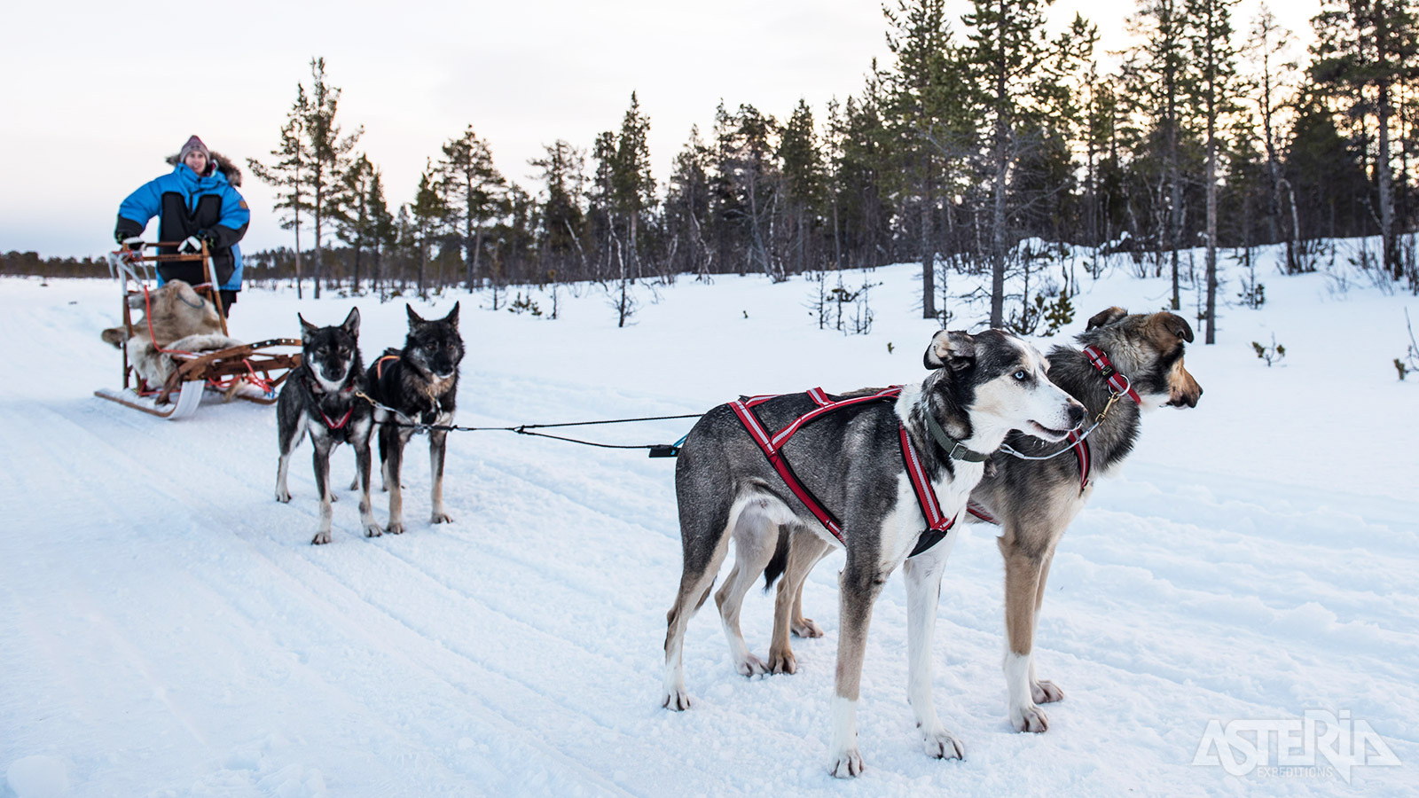 Voel je als een echte musher tijdens een tocht met je eigen husky-team