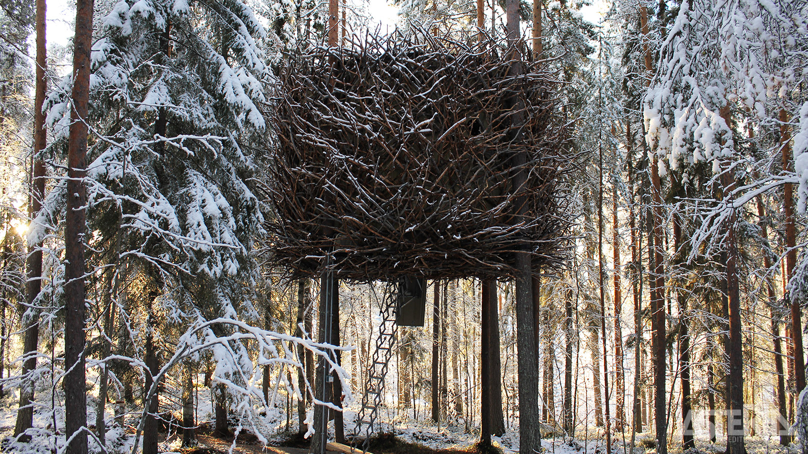 Elke boomhut van het Treehotel heeft een uniek ontwerp en is mooi geïntegreerd in de omliggende natuur