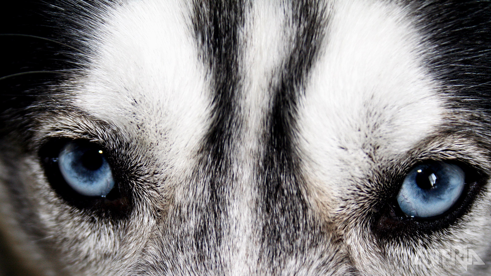 Als je op zoek bent naar d ultieme natuurbeleving, is deze meerdaagse huskyexpeditie een absolute aanrader