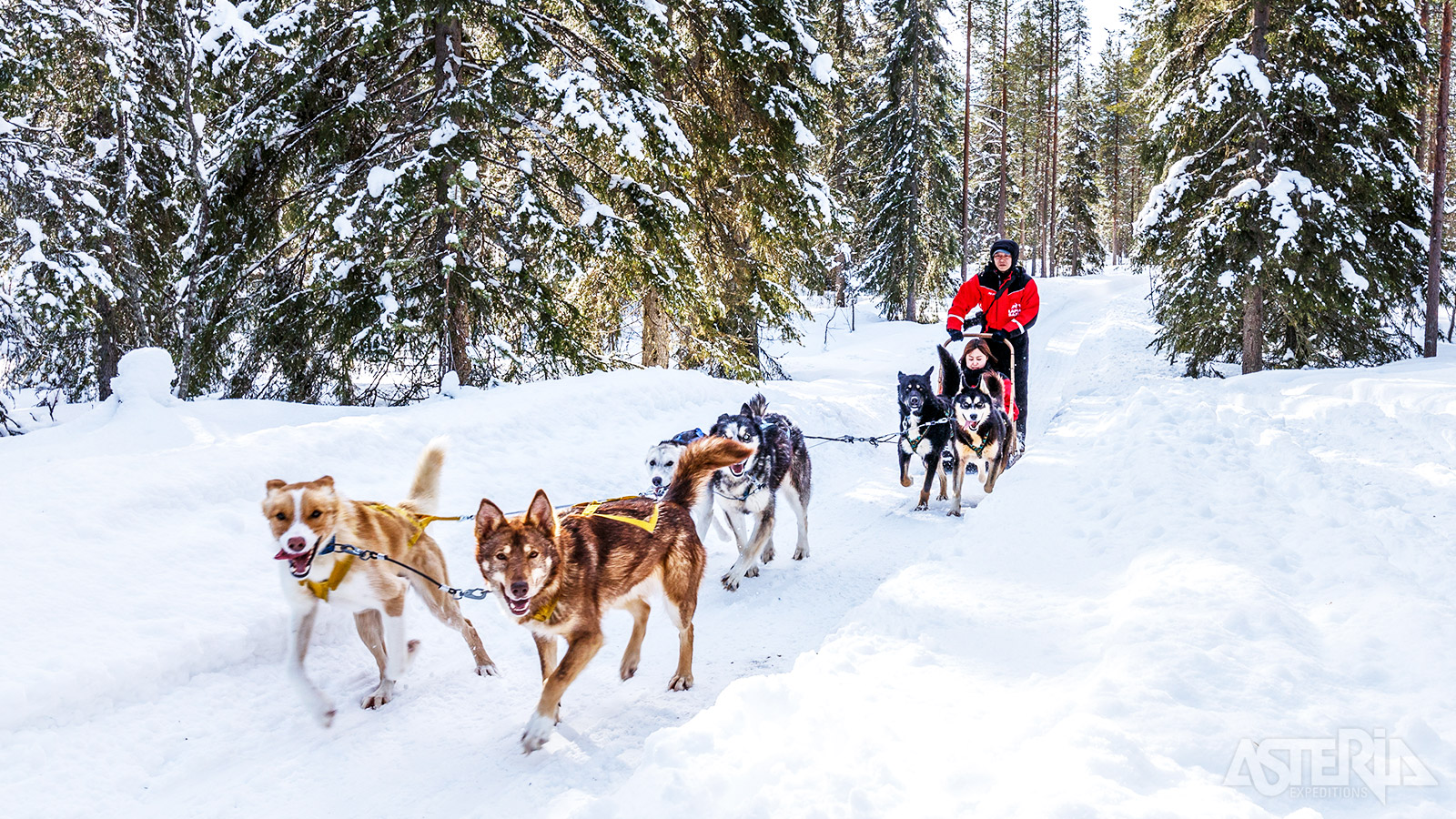 De stilte tijdens de tocht met de husky’s in de natuur is fenomenaal