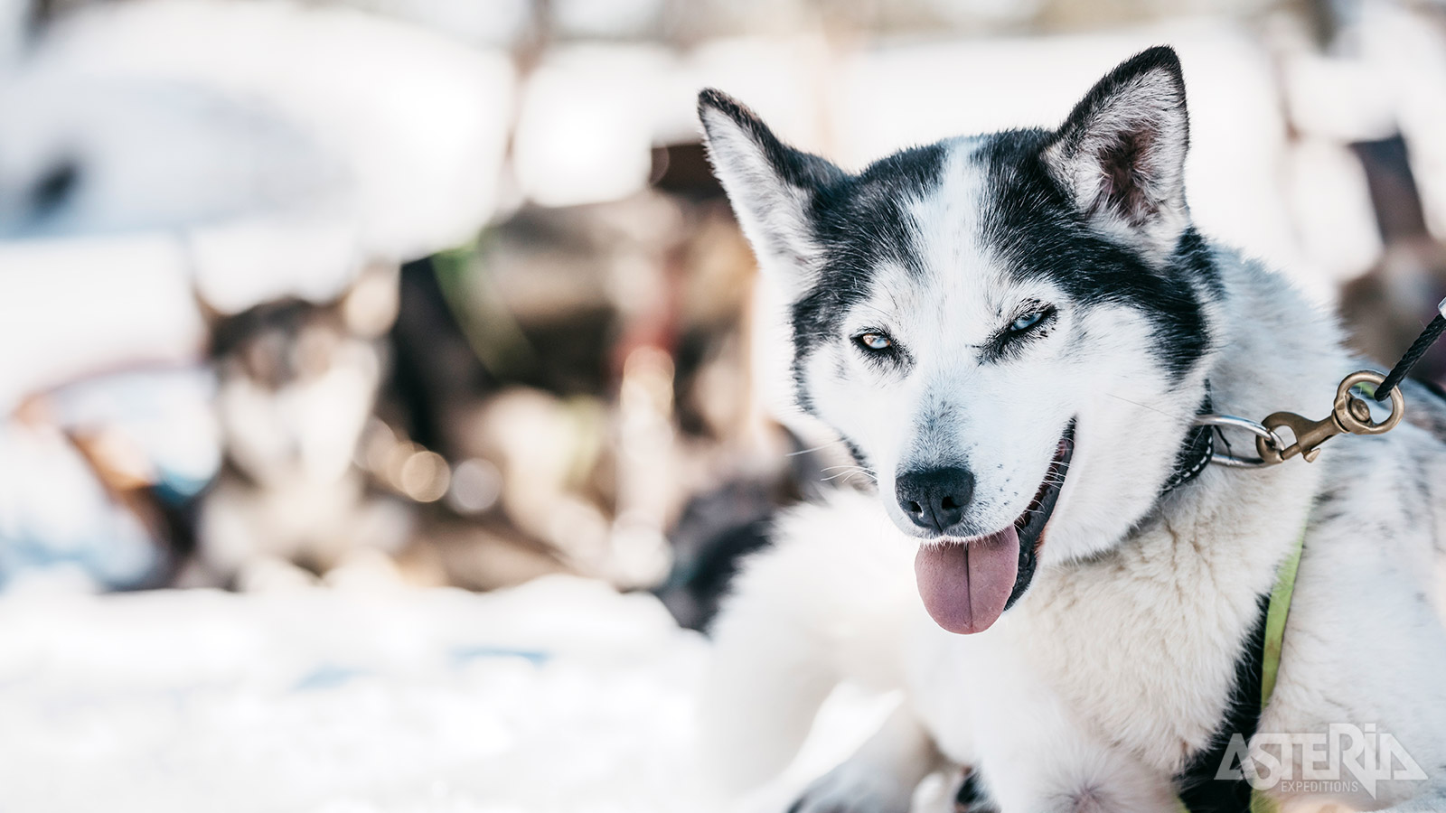 Maak kennis met husky’s, de ’echte’ helden van het Hoge Noorden