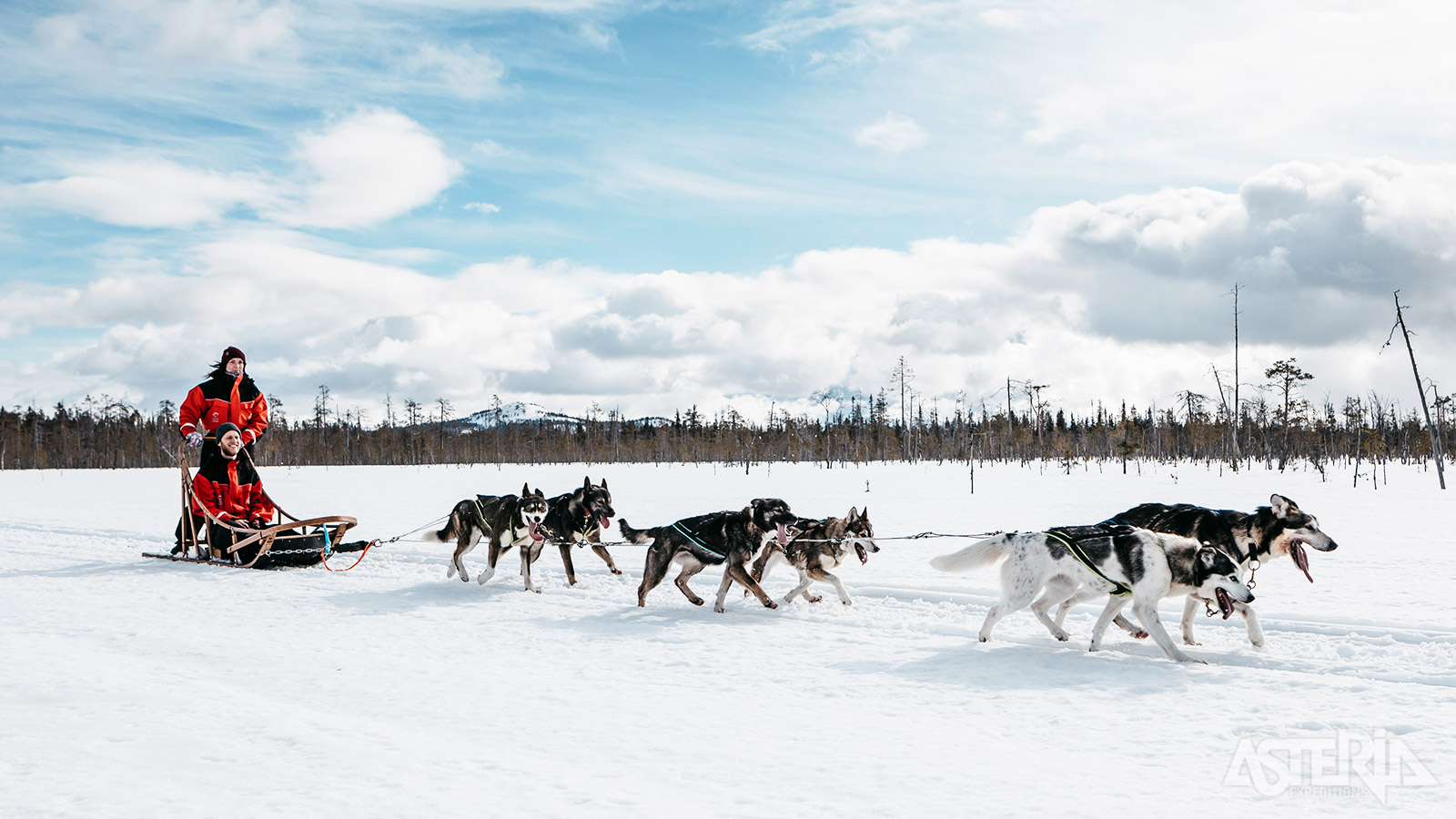 Al eeuwenlang worden husky’s gekweekt om hondensledes te trekken