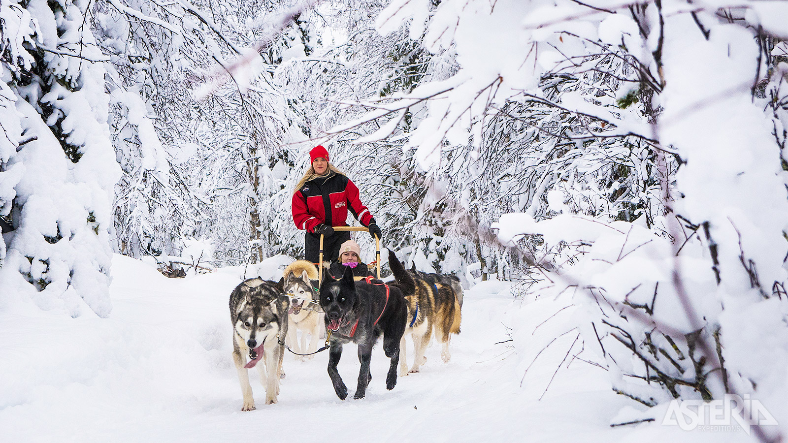 Een tocht met husky’s vormt een onvergetelijk hoofdstuk van jouw Lapland-avontuur