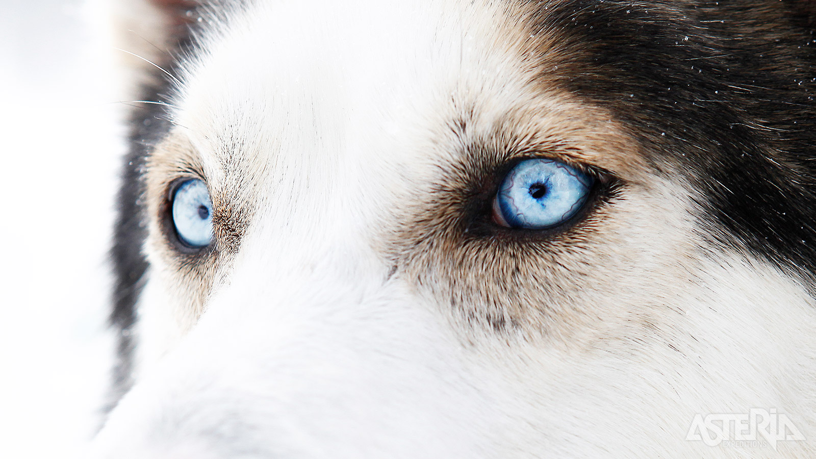 Beleef de opwinding van een tocht door de betoverende wildernis, voortgetrokken door energieke husky’s