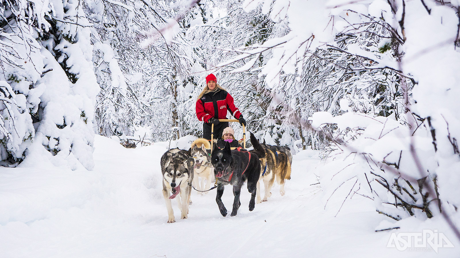 Een tocht met huskies vormt een onvergetelijk hoofdstuk van jouw Laps avontuur