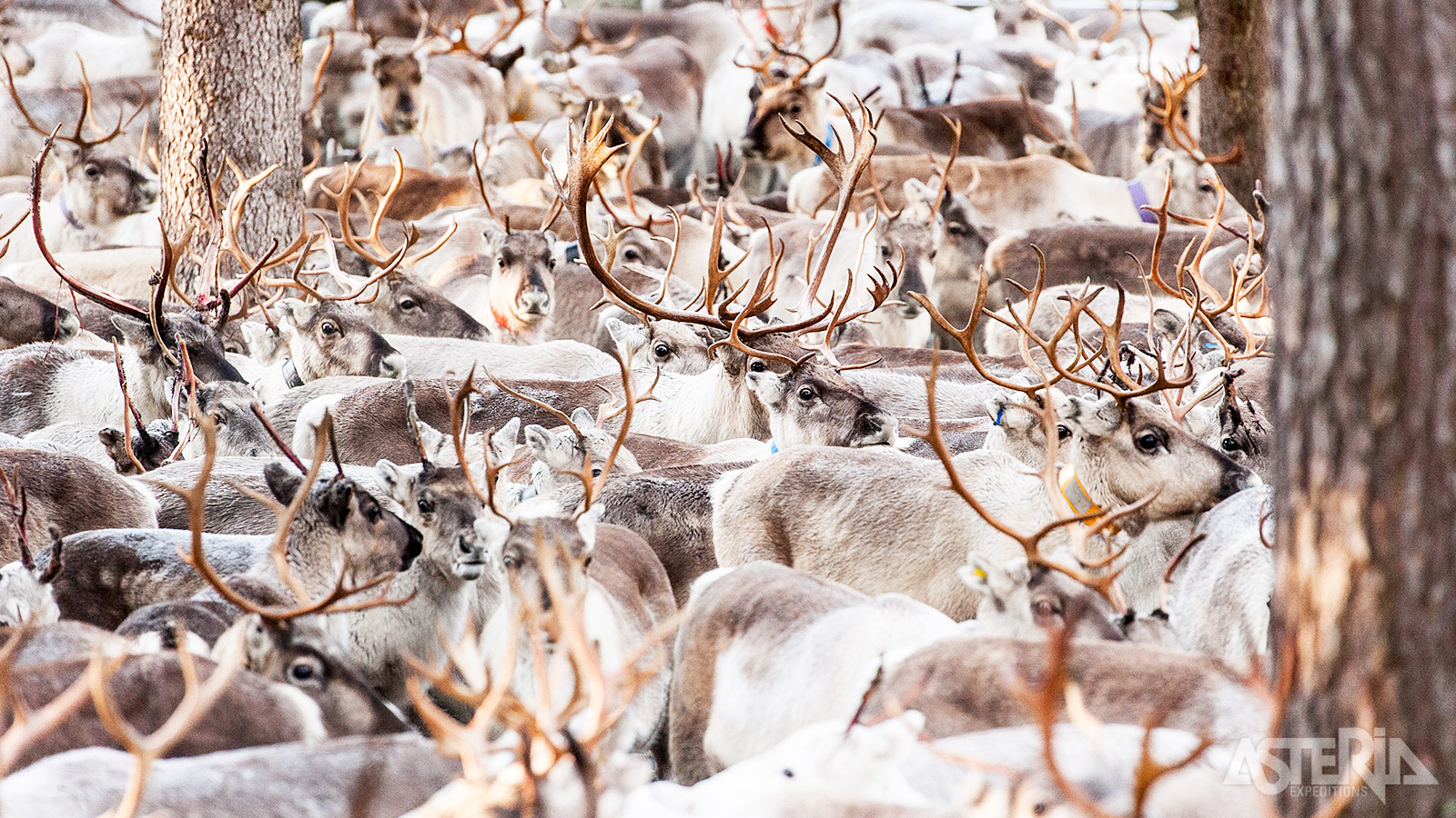 In Lapland wonen meer rendieren dan mensen
