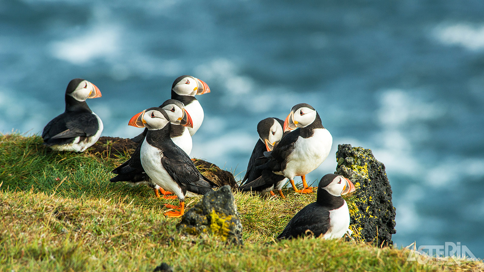 Op Dyrholaey broeden in de lente honderden papegaaiduikers