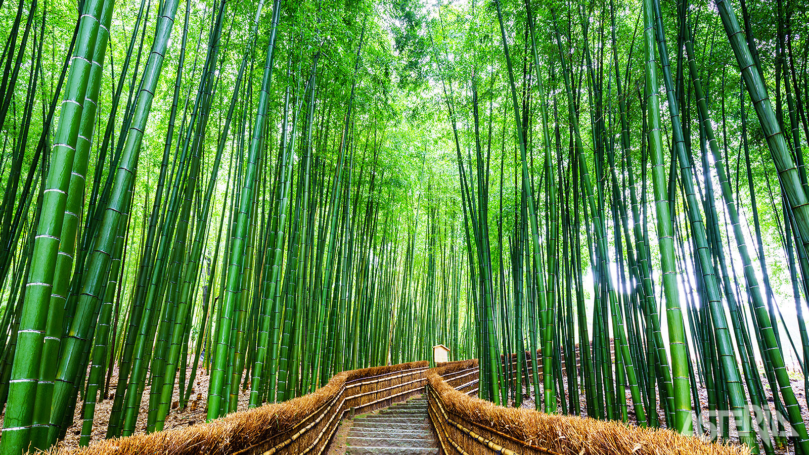 Het Arashiyama Bamboo Forest is één van de meest gefotografeerde plekken van Japan
