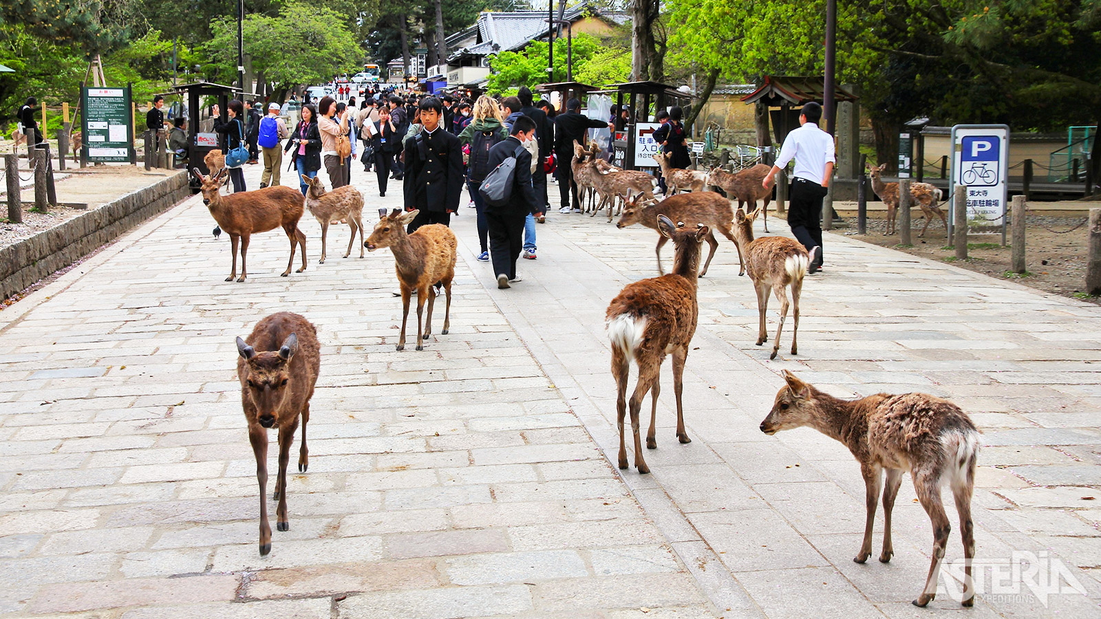 Nara Park is een uitgestrekt openbaar park in Nara, beroemd om zijn vrij rondlopende herten