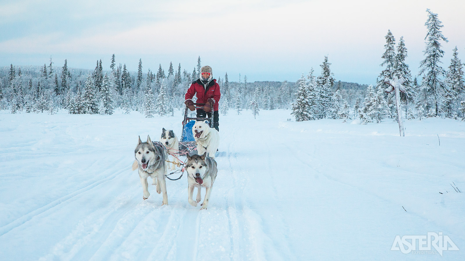 Trek de Finse natuur in met de je huskyslede