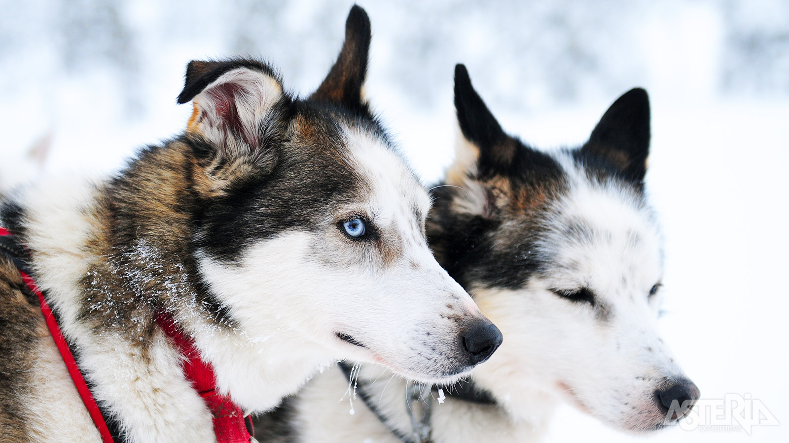 Op de huskyboerderij ontmoet je de energieke viervoeters die je enthousiast verwelkomen