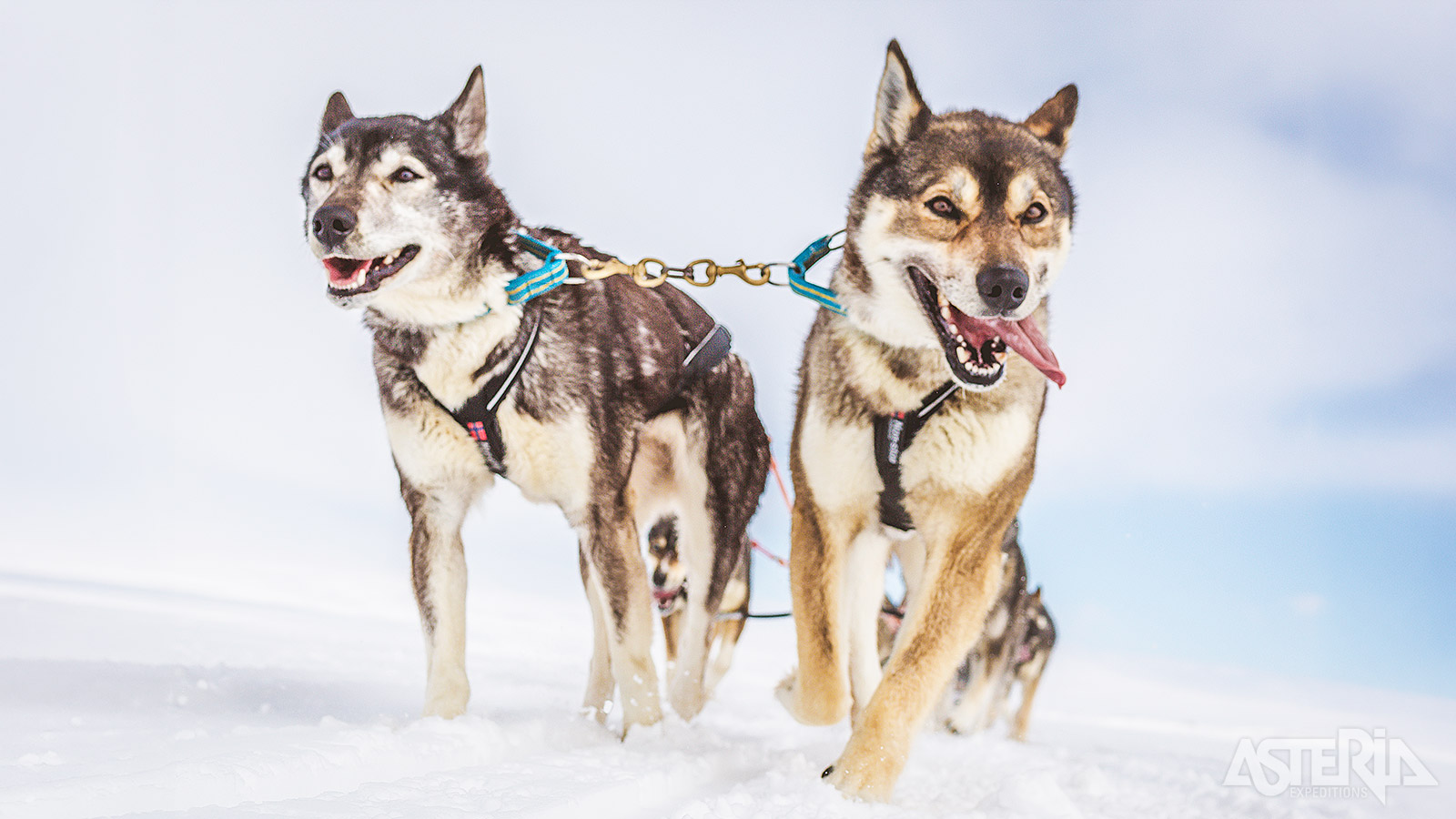 Een team van 4 tot 6 energieke husky’s neemt je mee op safari