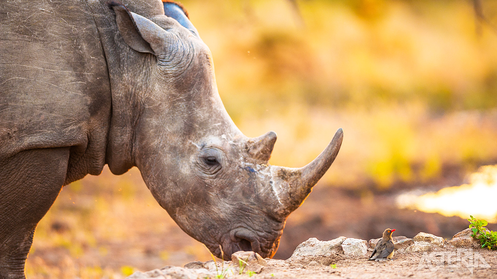 Verder is Lake Nakuru één van de betere plekken in Oost–Afrika voor het spotten van neushoorns