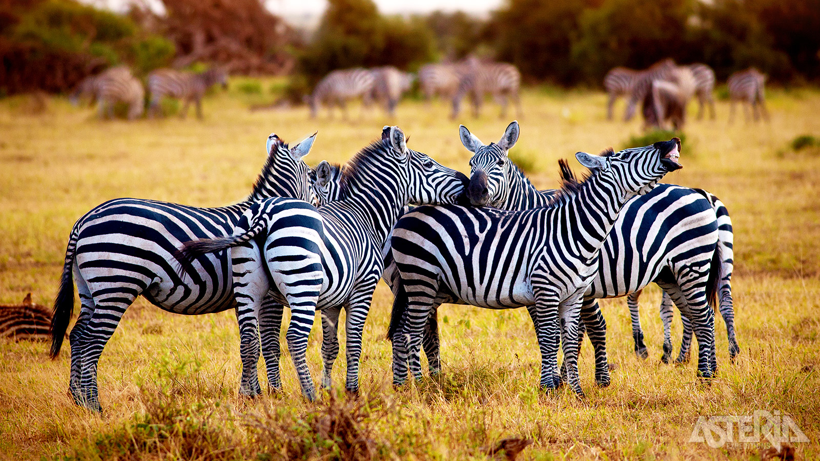 Via de Great Rift Vallei gaat de reis verder naar het Masai Mara National Reserve, Kenia’s grootste wildreservaat