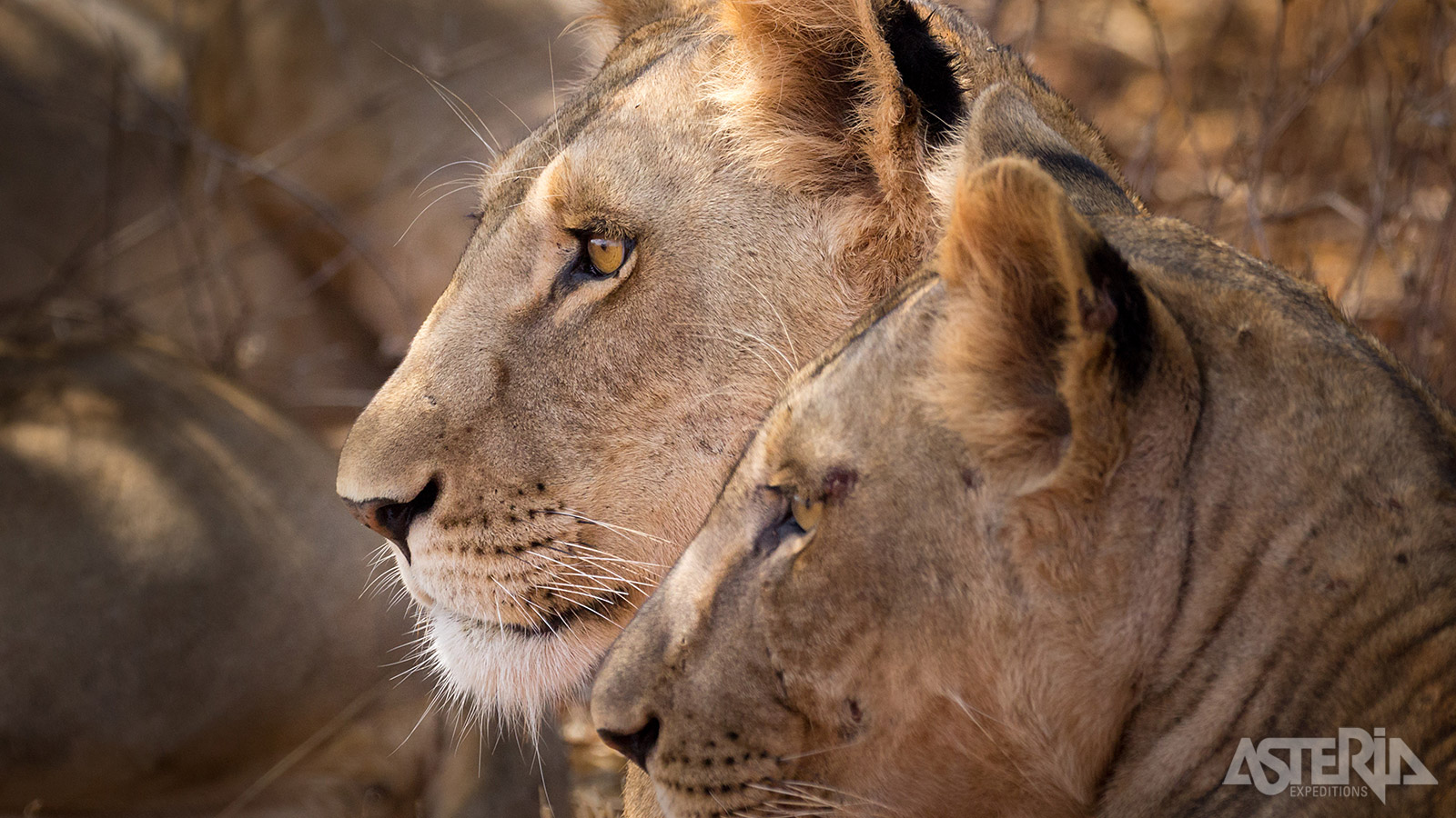 Meru National Park ontpopt zich de laatste jaren steeds meer als de verborgen parel van Kenia