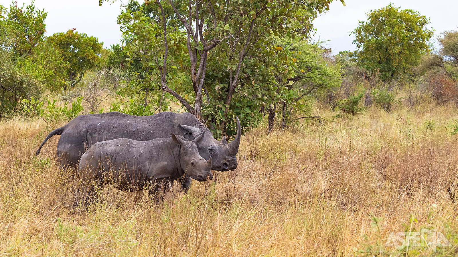 Bezoek de neushoorns van het Rhino Sanctuary in het Meru National Park