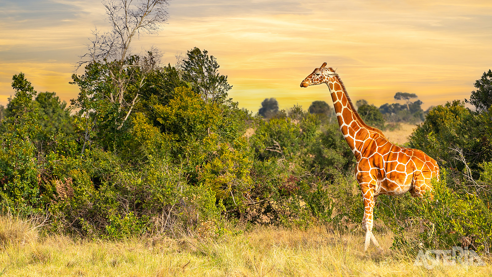 Het Sambura National Park staat bekend om haar zeldzame diersoorten