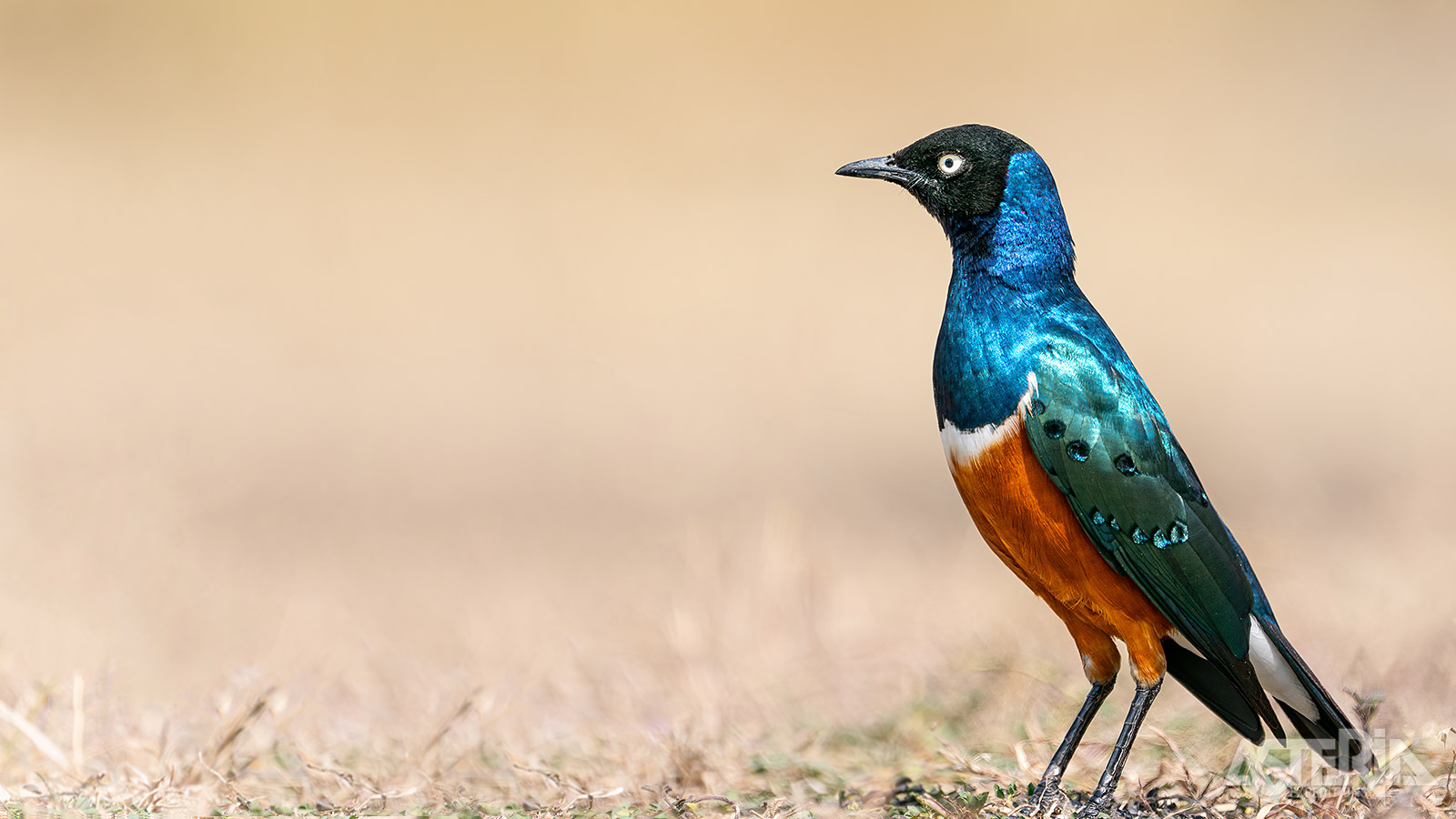 In Kenia vind je meer dan 1.000 verschillende vogelsoorten