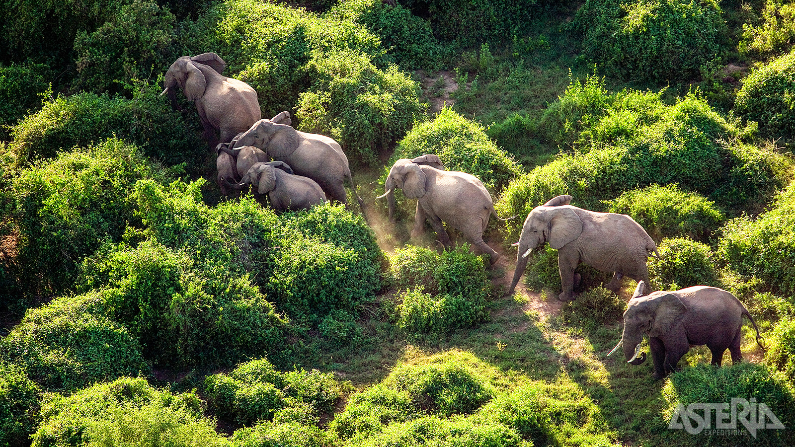In tegenstelling tot andere streken heeft de olifantenpopulatie van Amboseli niet te lijden gehad onder stropers
