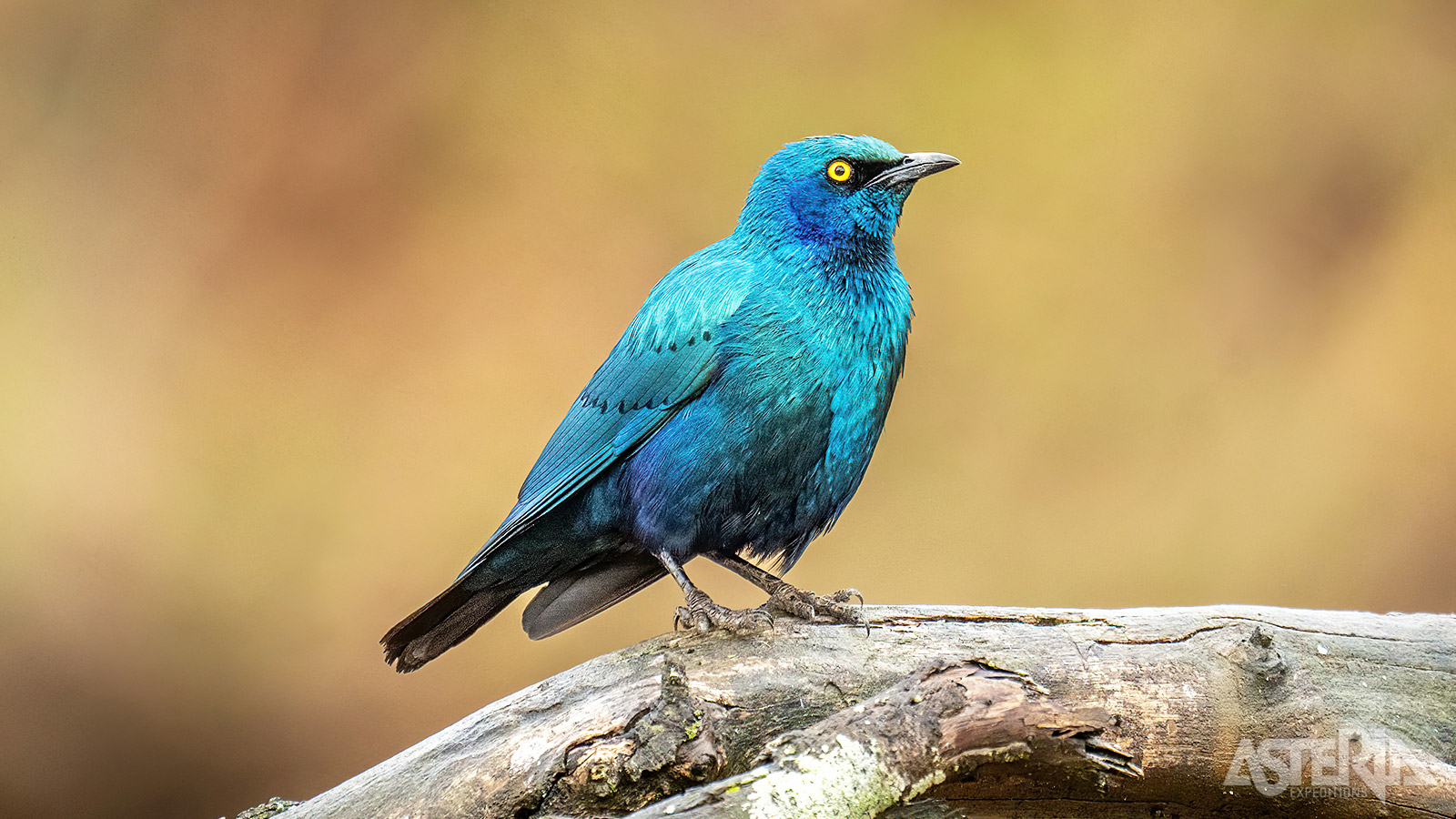 Naast deze imponerende kuddes olifanten vind je hier ook talloze vogelsoorten