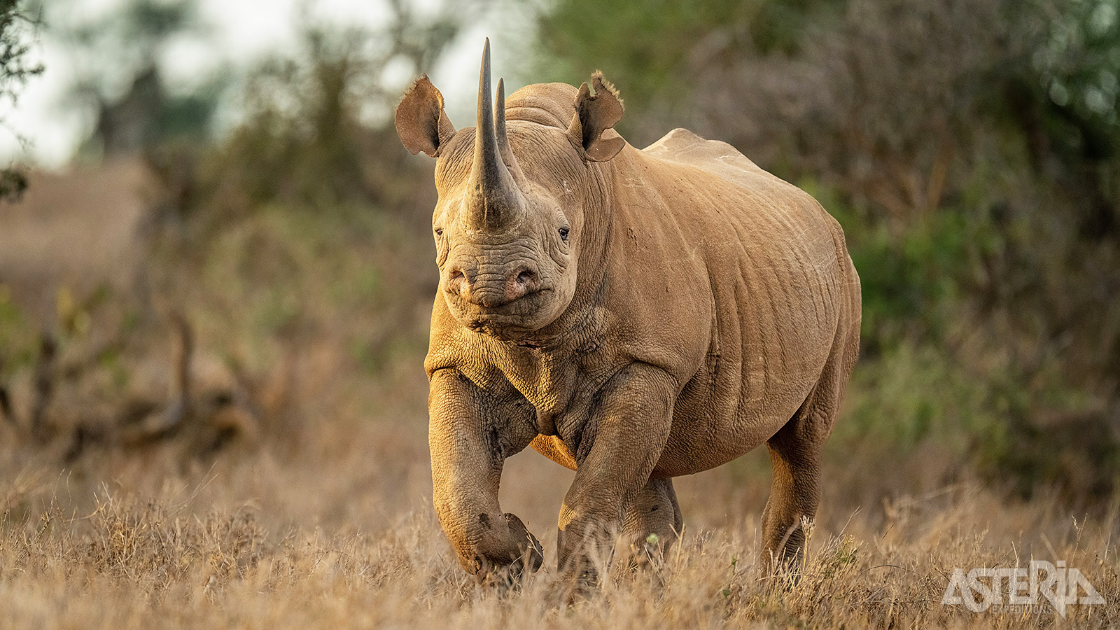 In het Laikipia National Reserve leven talrijke bedreigde diersoorten waaronder de zwarte neushoorn