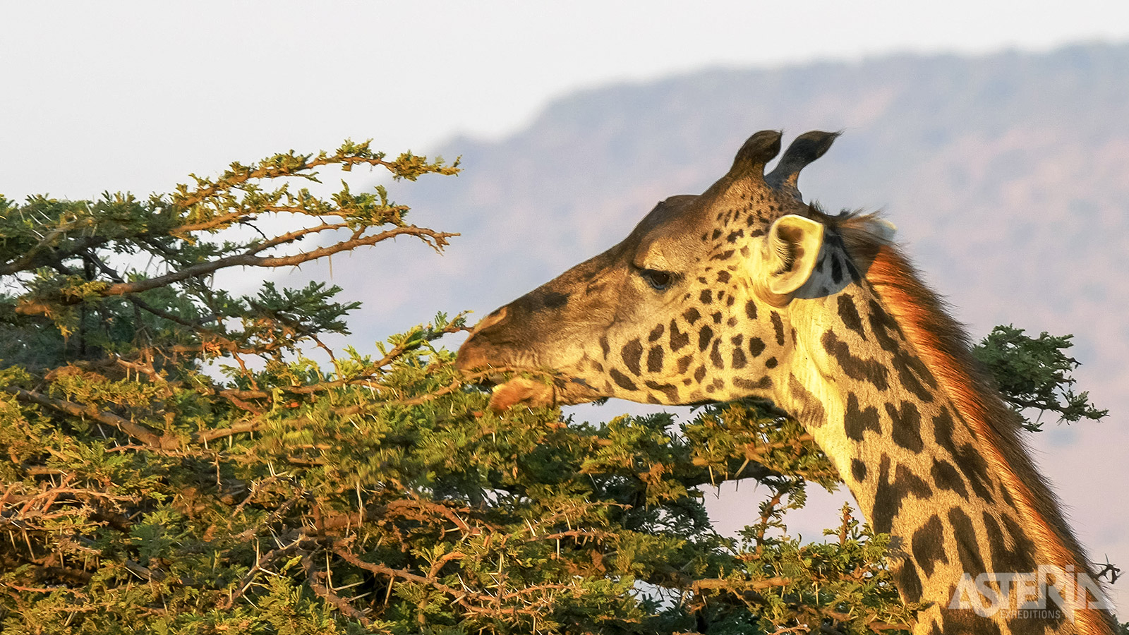 Masai Mara staat garant voor uitzonderlijke ontmoetingen met het Afrikaanse dierenleven