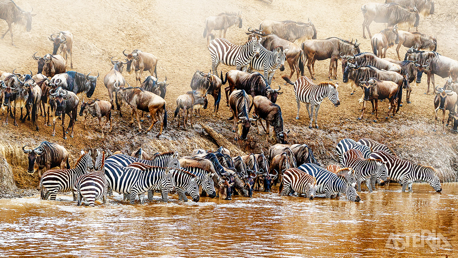 Masai Mara is wereldwijd bekend vanwege de jaarlijkse migratie van wildebeesten