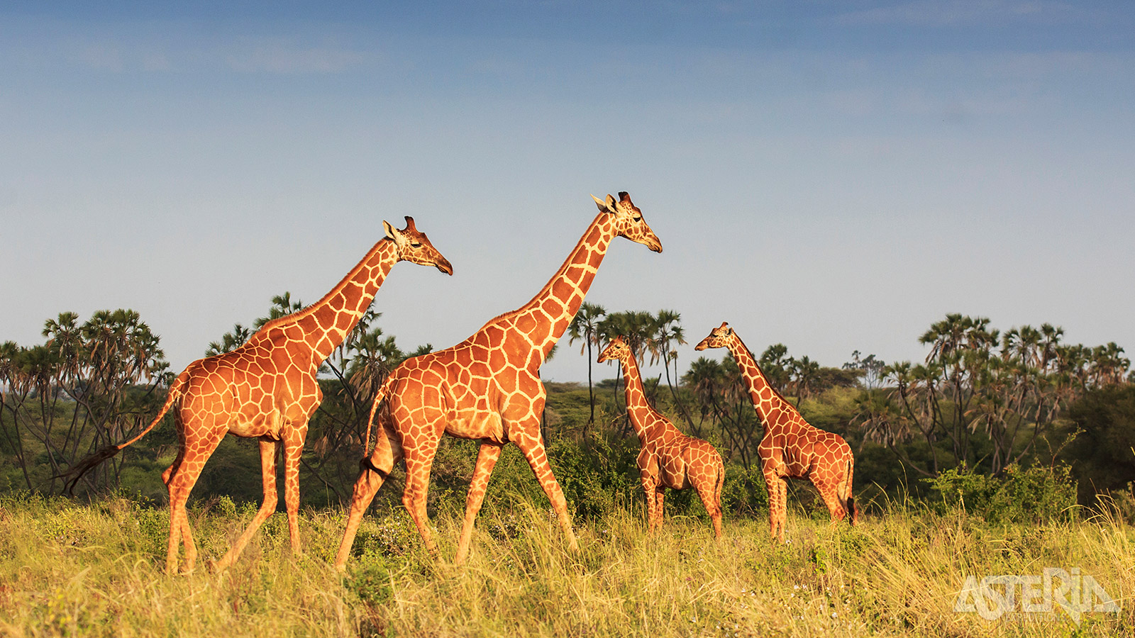 Meru Nationaal Park is de verborgen parel van Kenia