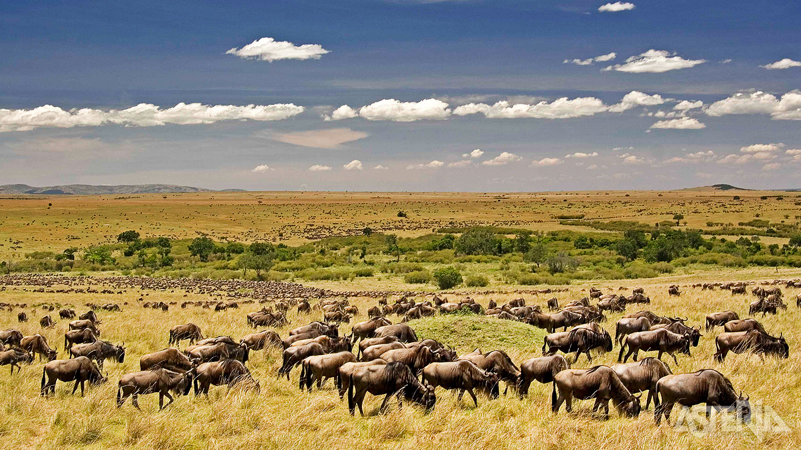 Duizenden gnoes, zebras en gazelles trekken door de Masai Mara op zoek naar water